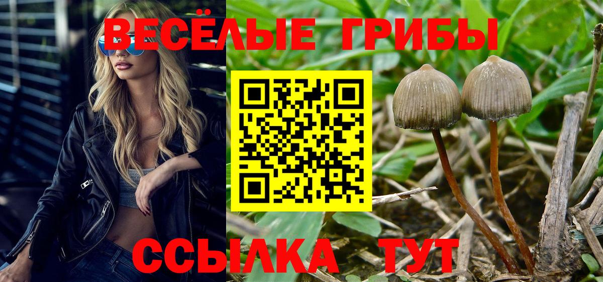 Галлюциногенные грибы Cubensis  Вход с VPN  Выборг 